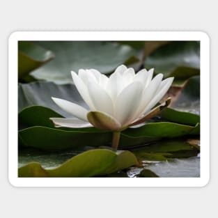 White Water Lily Sticker